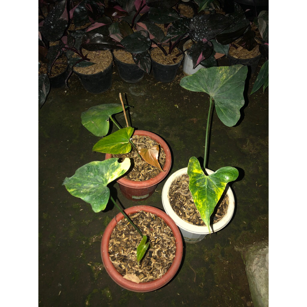 Tanaman Hias Antharium Pterodactyl Variegata