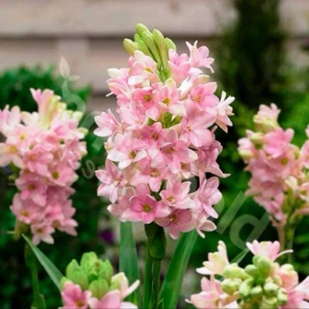 Tanaman hias bunga sedap malam - tanaman bunga sedap malam pink