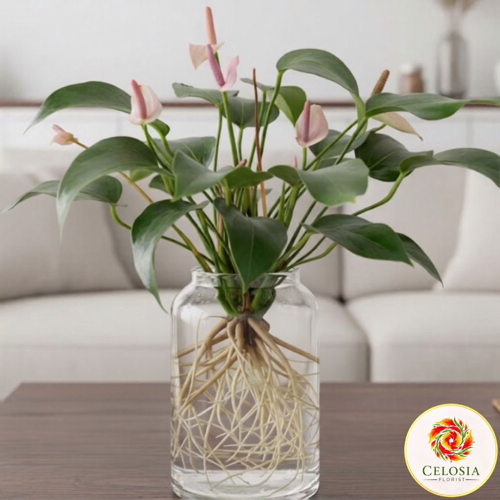 Tanaman media air anthurium bunga mickey mouse mini - anthurium bunga mini - anthurium bunga mickey 