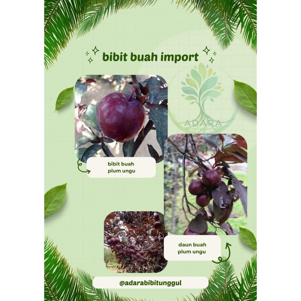 Bibit Buah Plum ungu