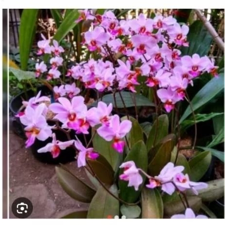 [ BEST SELLER] Angbul Mini Doritis / Phalaenopsis
