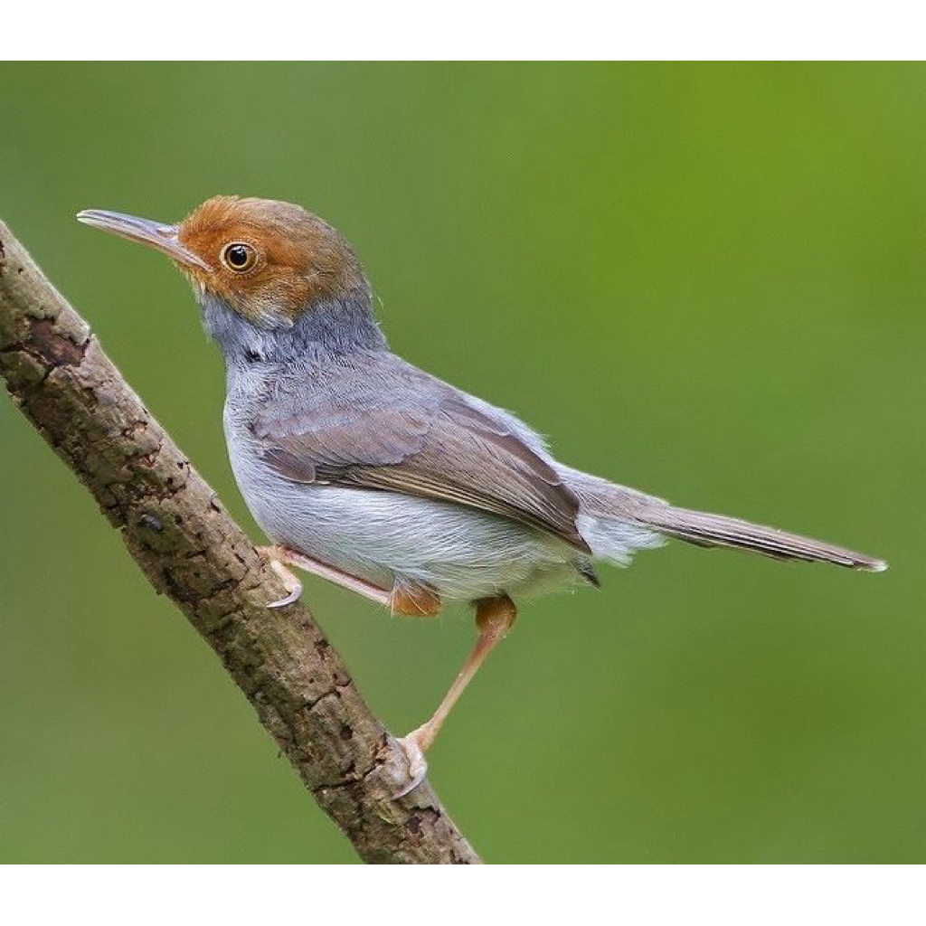 prenjak kepala merah