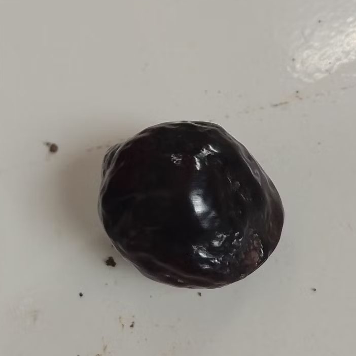 Muncang Kemiri Adu jenis JALIM ANAK MAYIT OBAR si kasep