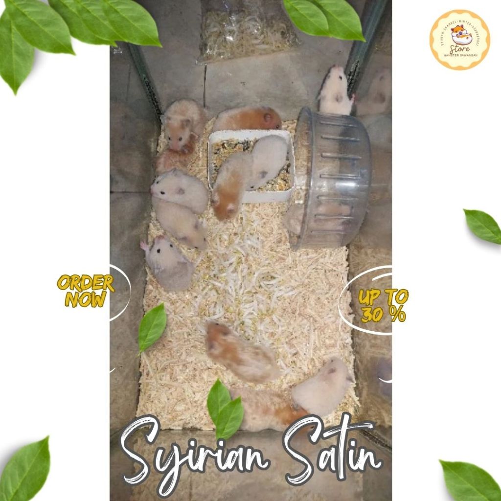 HAMSTER SYIRIAN SATIN (GOJEK & GRAB)
