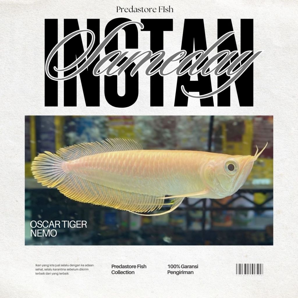 Arwana Silver Albino Red eye - 100% Garansi Pengiriman