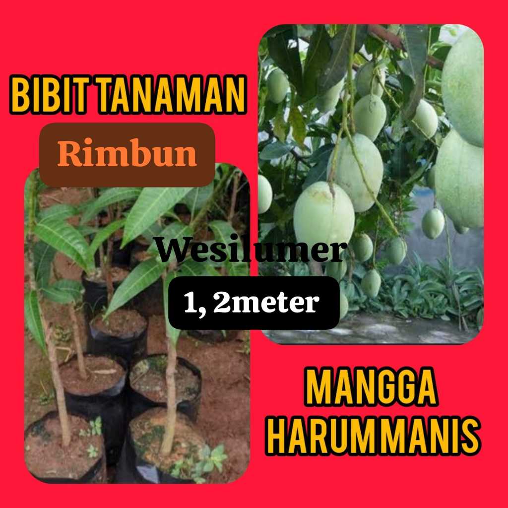 Bibit Mangga Harum Manis 1.2 meter Rimbun ( Pakai Kurir Cargo )