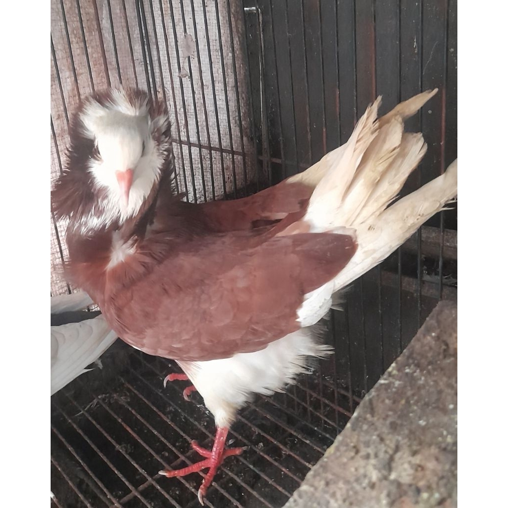 BURUNG MERPATI HIAS CAPUCHIN BETINA SATUAN