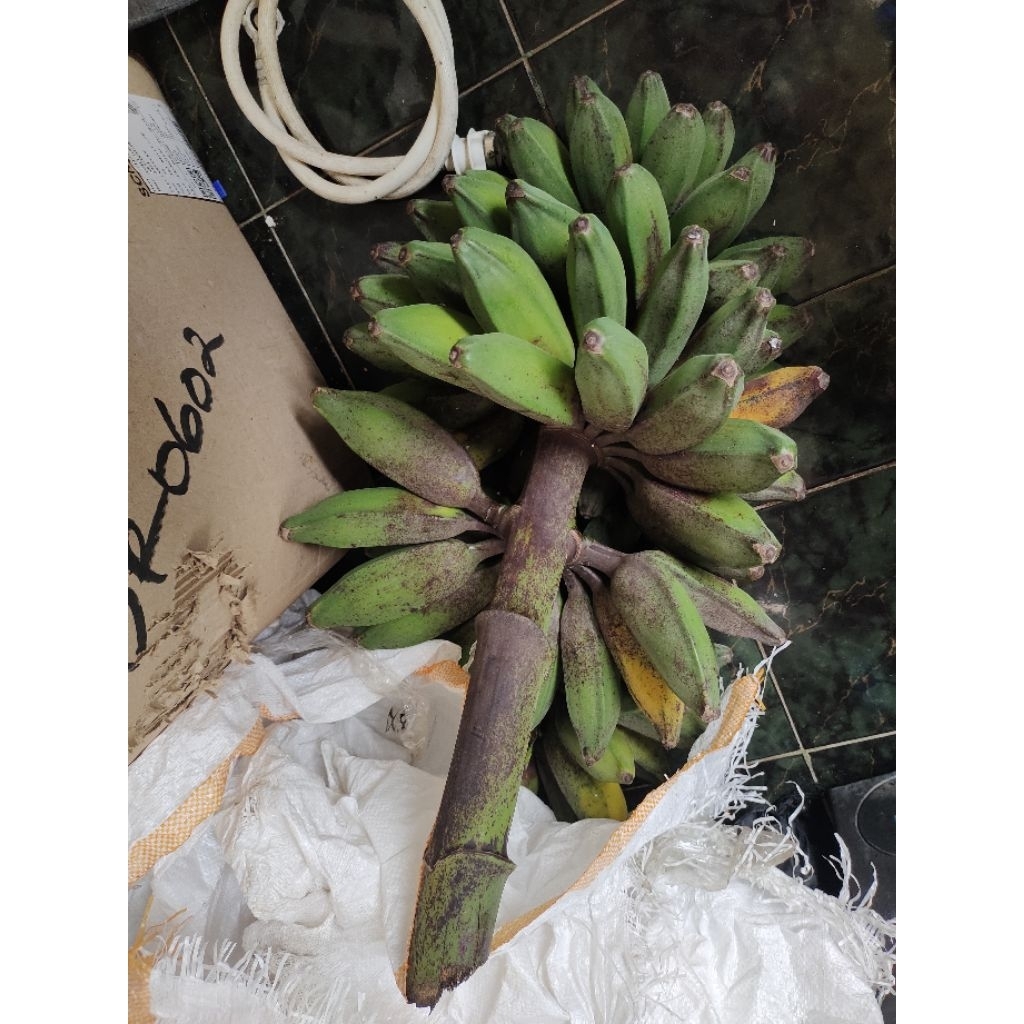 pisang kepok putih manis