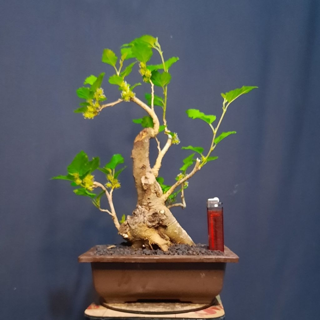 bonsai murbei murbey besaran realpict