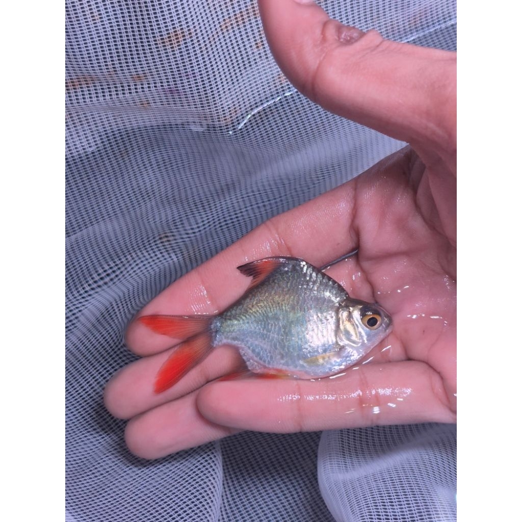 KAVIAT SB KING 5-6CM