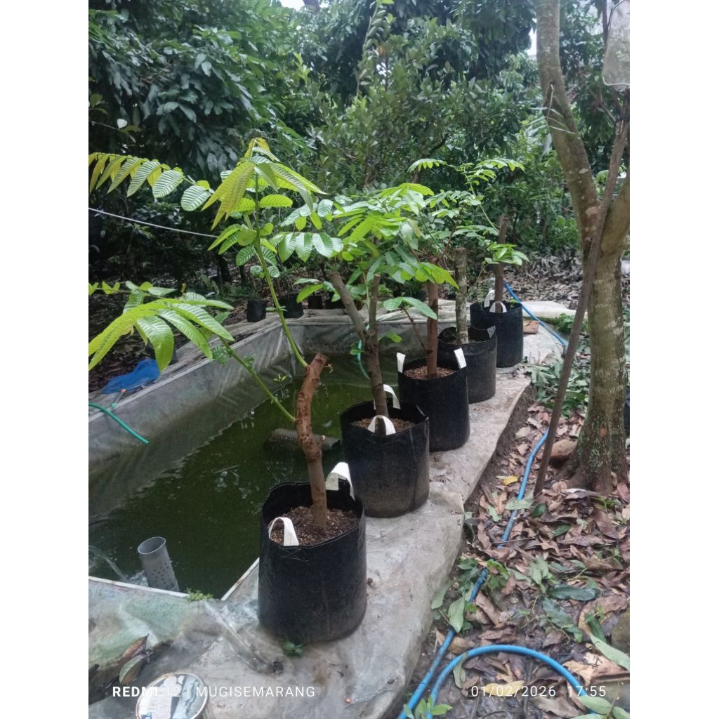 cangkok matoa diplanterbag