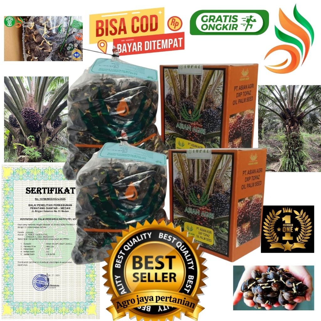 Bibit benih kecambah sawit unggul TOPAZ + Bersertifikat resmi isi 250 butir