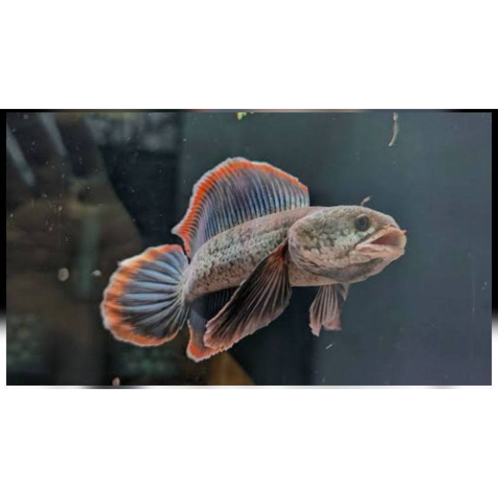 Limbata Rim Tebal Gondrong Ukuran Besar Sehat