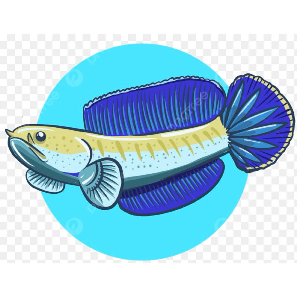 bonka channa blue bengal