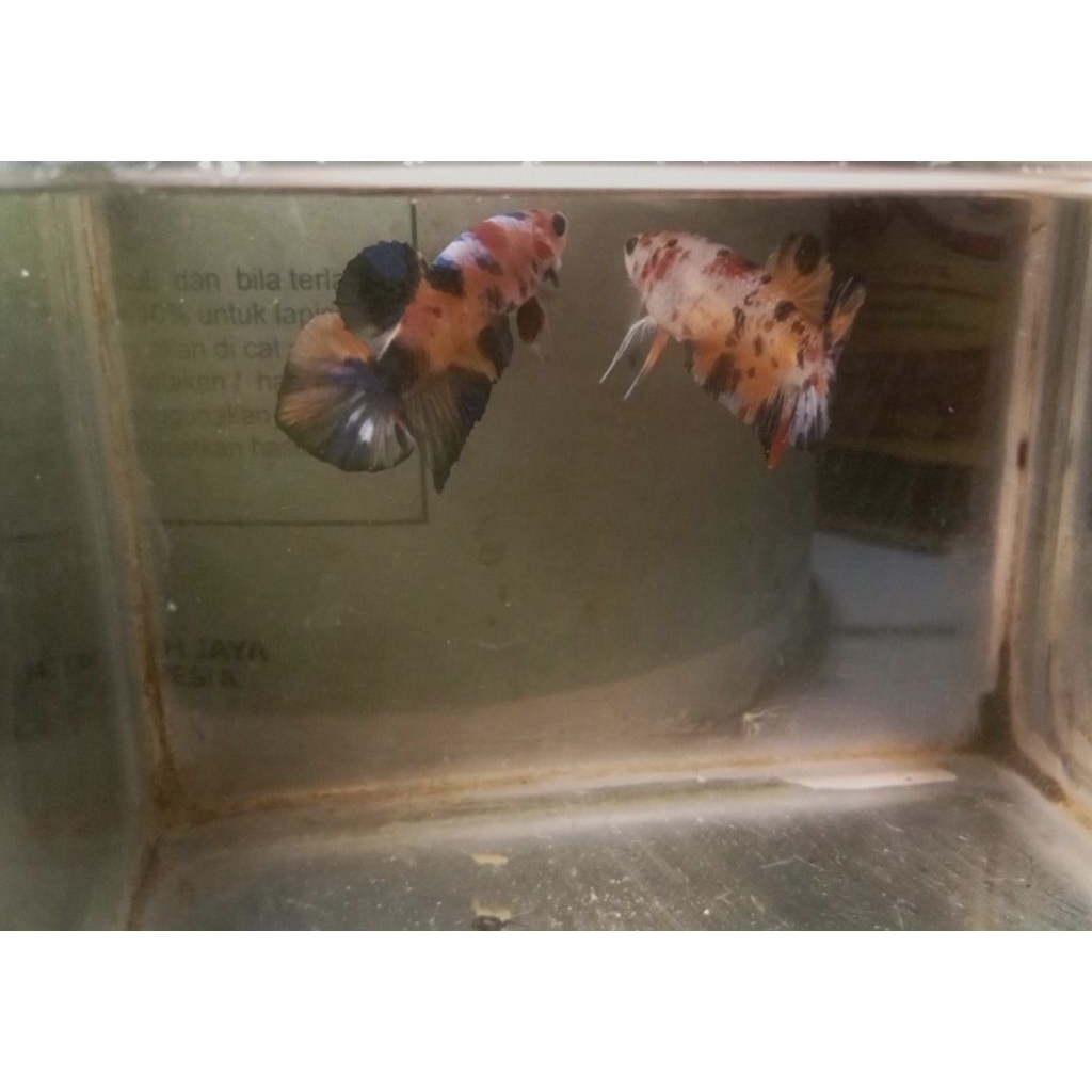 Ikan Cupang Hias Plakat/Giant Multicolor - Koleksi Top Grade