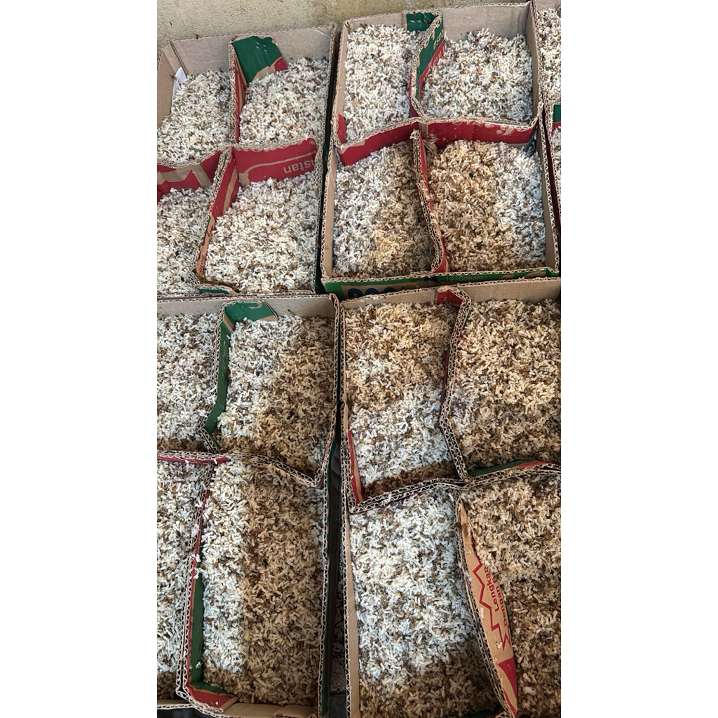 Kroto Fresh Kroto Dadakan