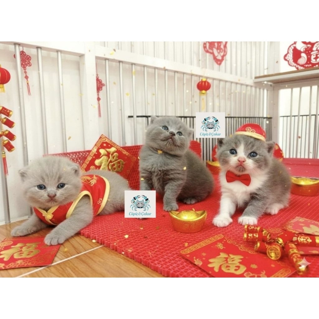 BSH British Short Hair Kitten usia 3 sampai 6 bln Pedigree - Bisa Request Nama Kucing