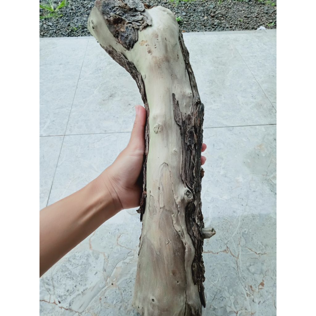 kayu setigi super jumbo asli mati ngurak bentuk unik