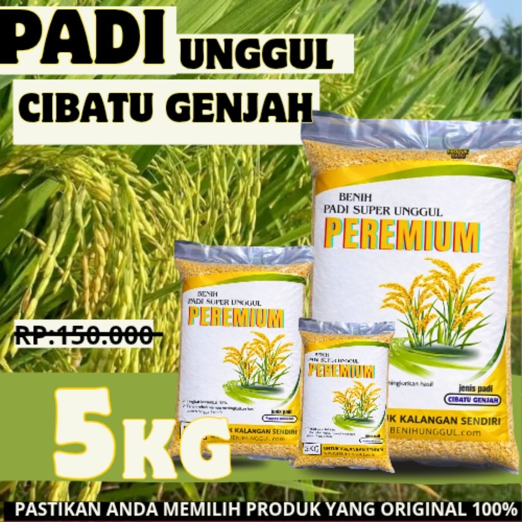 BENIH PADI UNGGUL CIBATU GENJAH KEMASAN 5KG