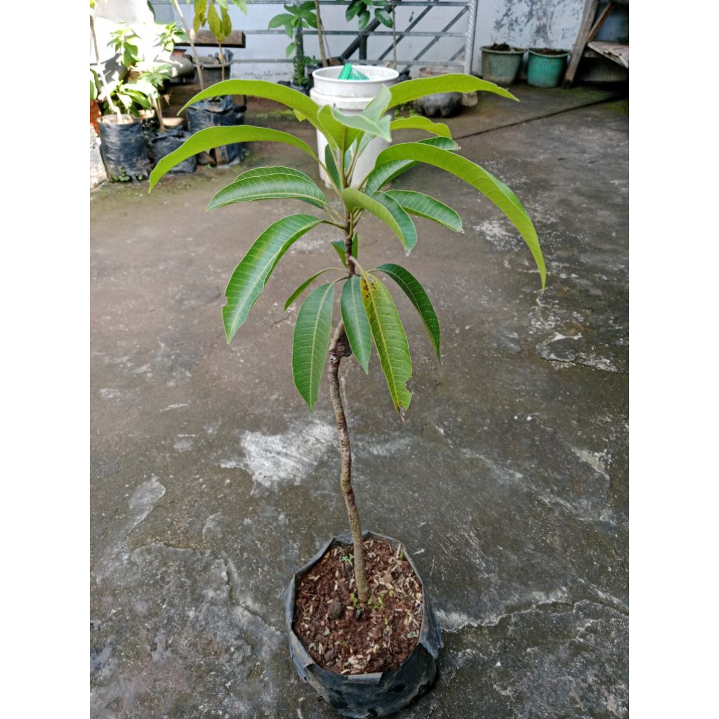 Bibit Mangga Import Ping Guo Wen