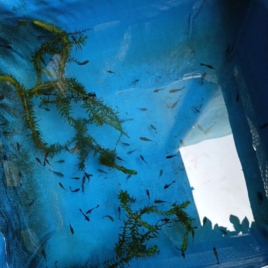 guppy sepasang Black Moscow, mudah dirawat