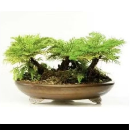 Rosa selaginella Rose of jericho - Selaginella tanaman indoor