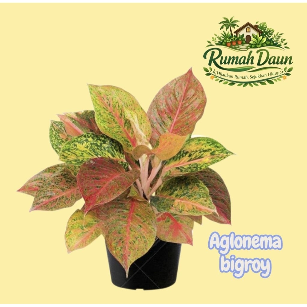 tanaman hias aglonema bigroy - aglonema bigroy