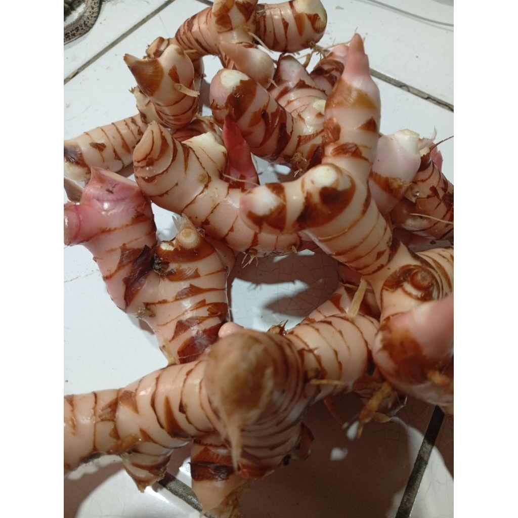 lengkuas merah 1kg Lengkuas laos laja merah