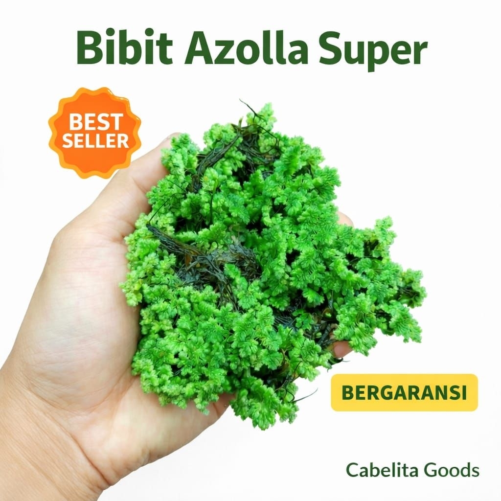 Bibit Azolla Microphylla Super – Pakan Alami Ayam Bebek & Ikan | Pupuk Organik