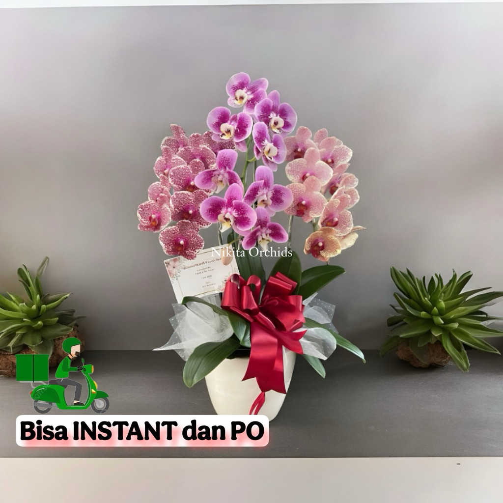 Bisa INSTANT /PO Rangkaian Anggrek bulan koleksi,Taiwan premium isi 3 pohon,bunga hidup untuk hadiah