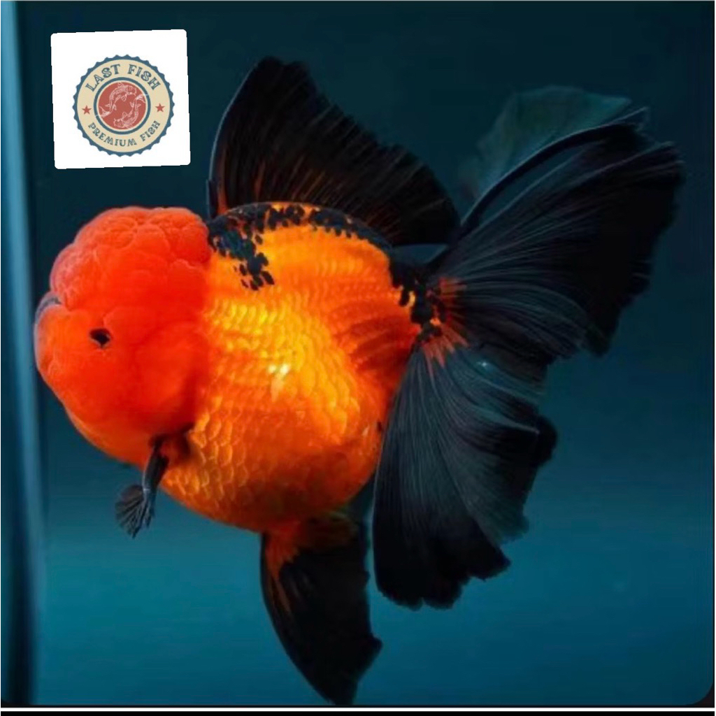 TURUN GARGA  Ready Stiker Koki Oranda black gold JUMBO Super Cantik Blitar Grade A