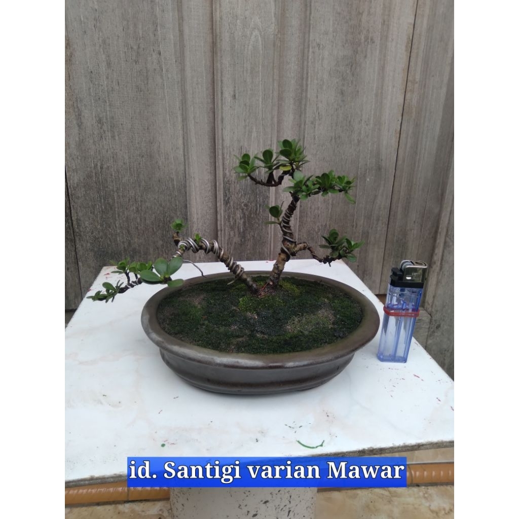 Bonsai Mame