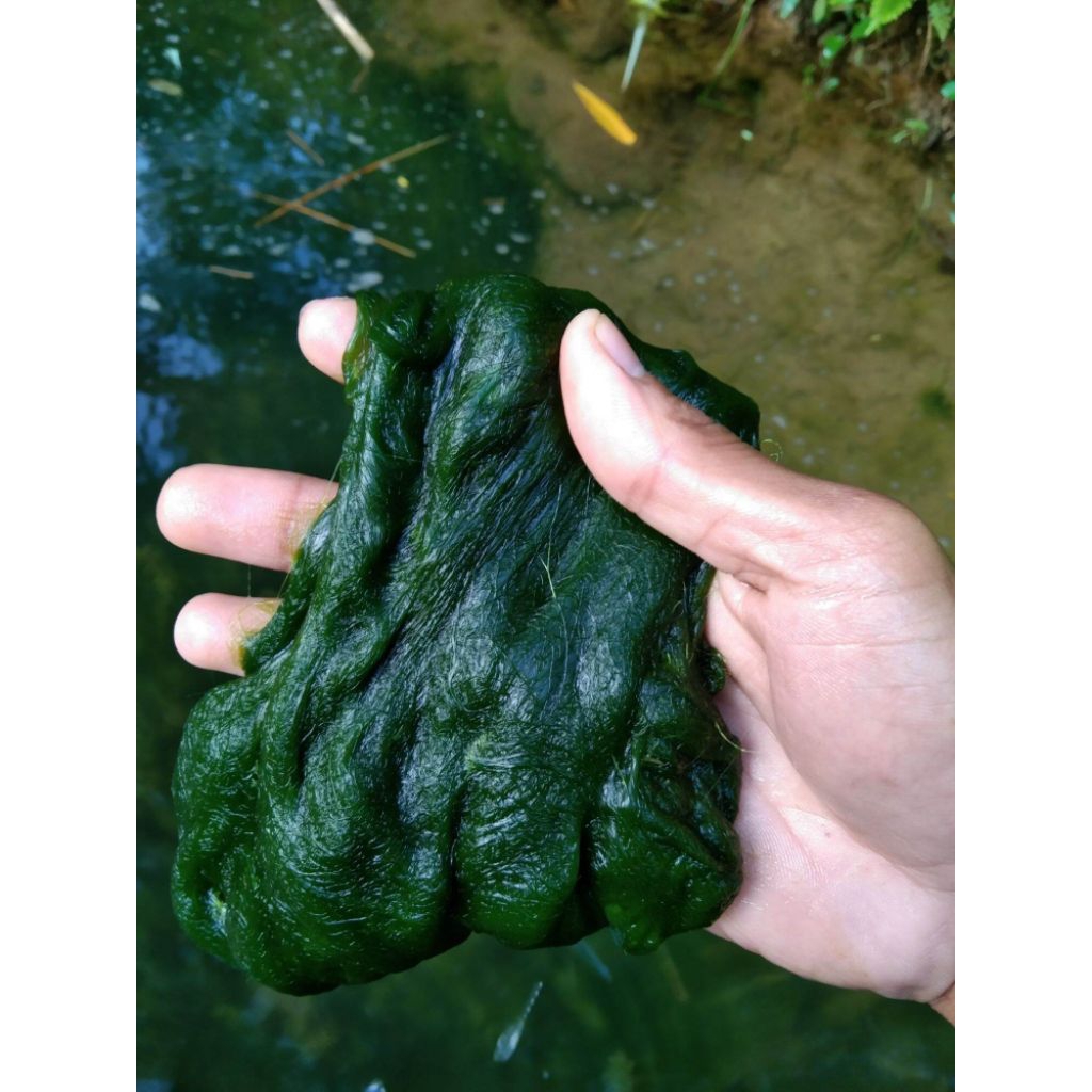 Lumut pancing lumut alge²hidup telaga air danow tawar 300 gram
