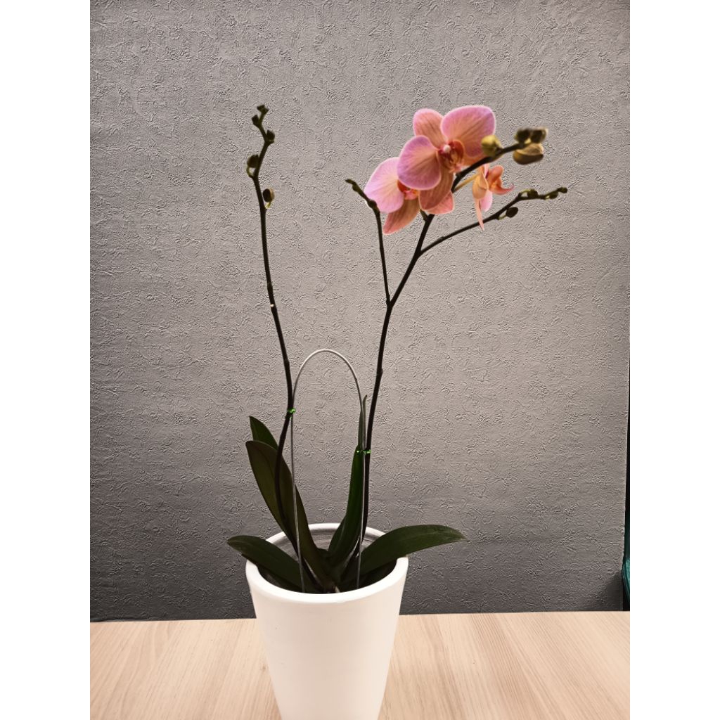 Anggrek bulan Jumbo Premium