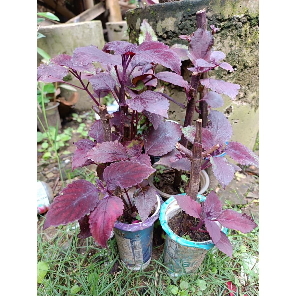 jawer kotok herbal - tanaman jawer kotok - bibit tanaman jawer kotok - jawer kotok merah