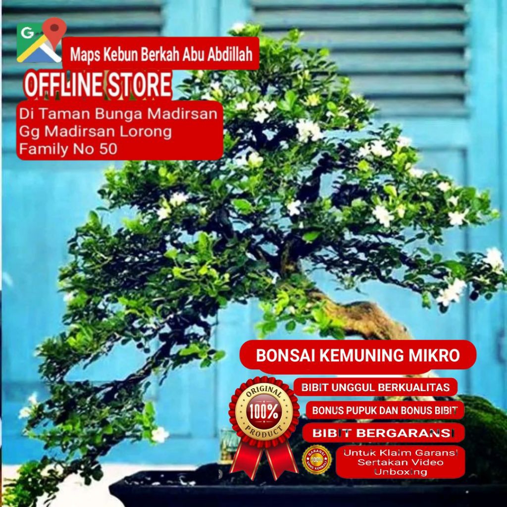Bibit Bahan Bonsai Kemuning Mikro