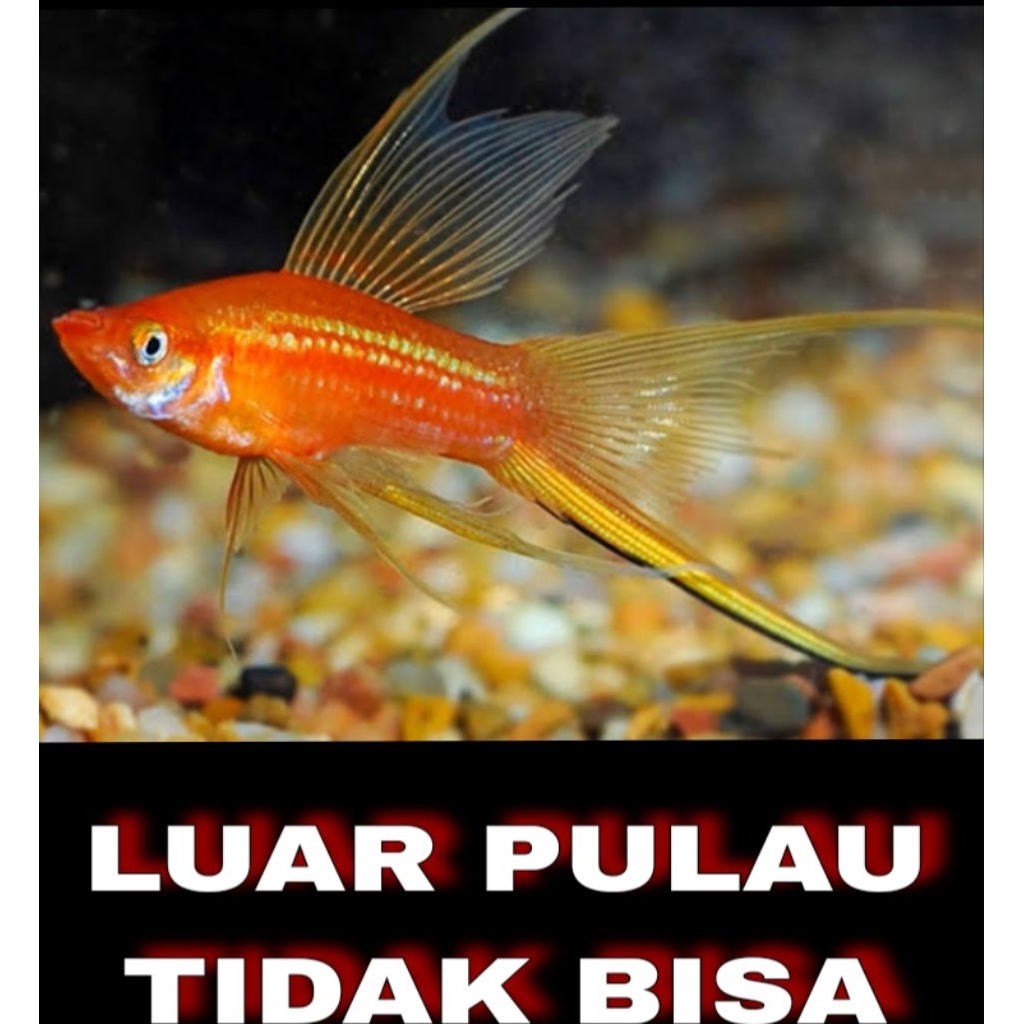 platy bloodred lyretail