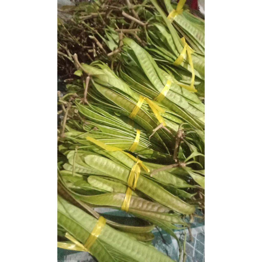 LAMTORO SEGAR / PETAI CINA PER IKAT