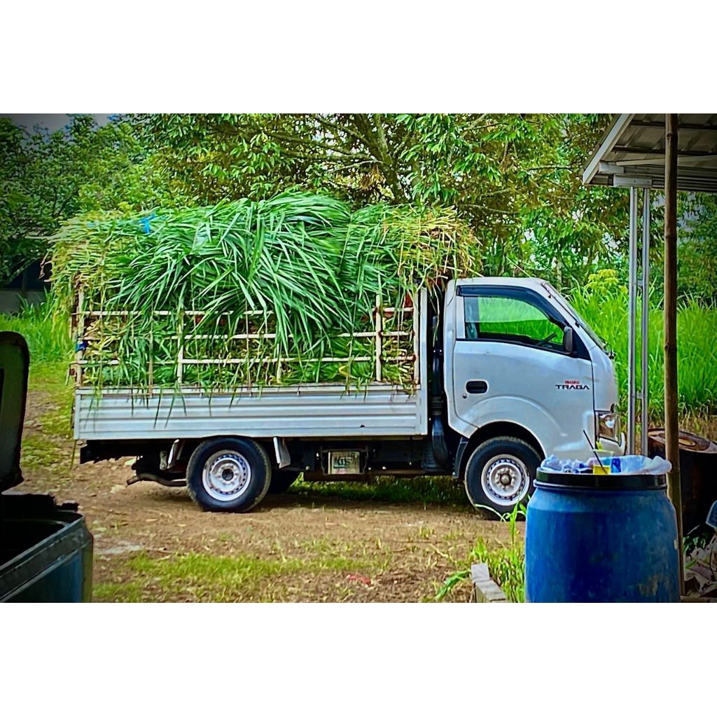 Rumput segar odot dan pakchong