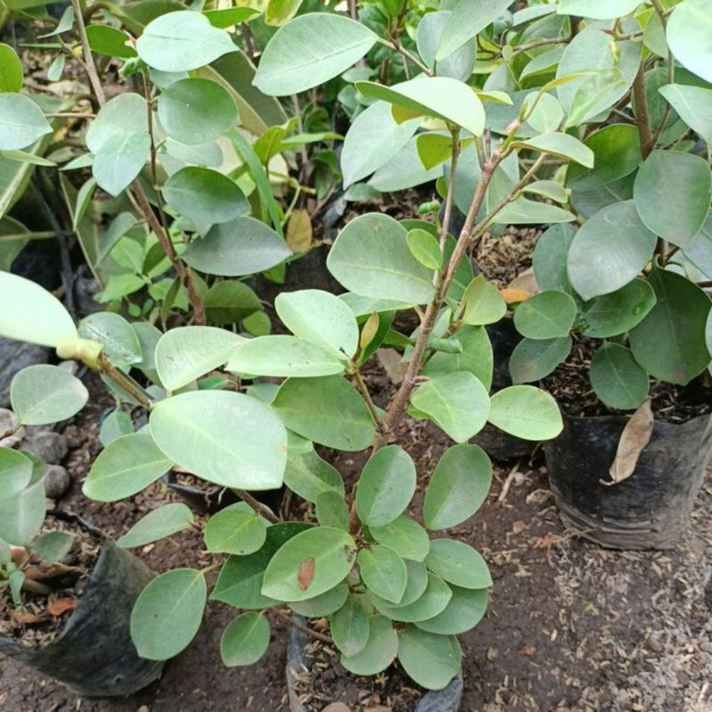 beringin silver/iprik silver