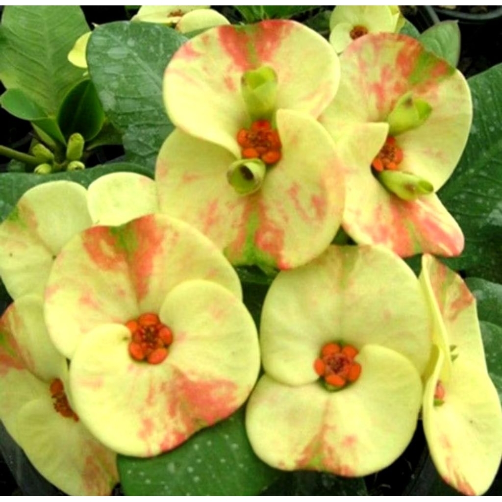 Tanaman Hias Euphorbia Duri - Euphorbia Bunga Kuning Pink