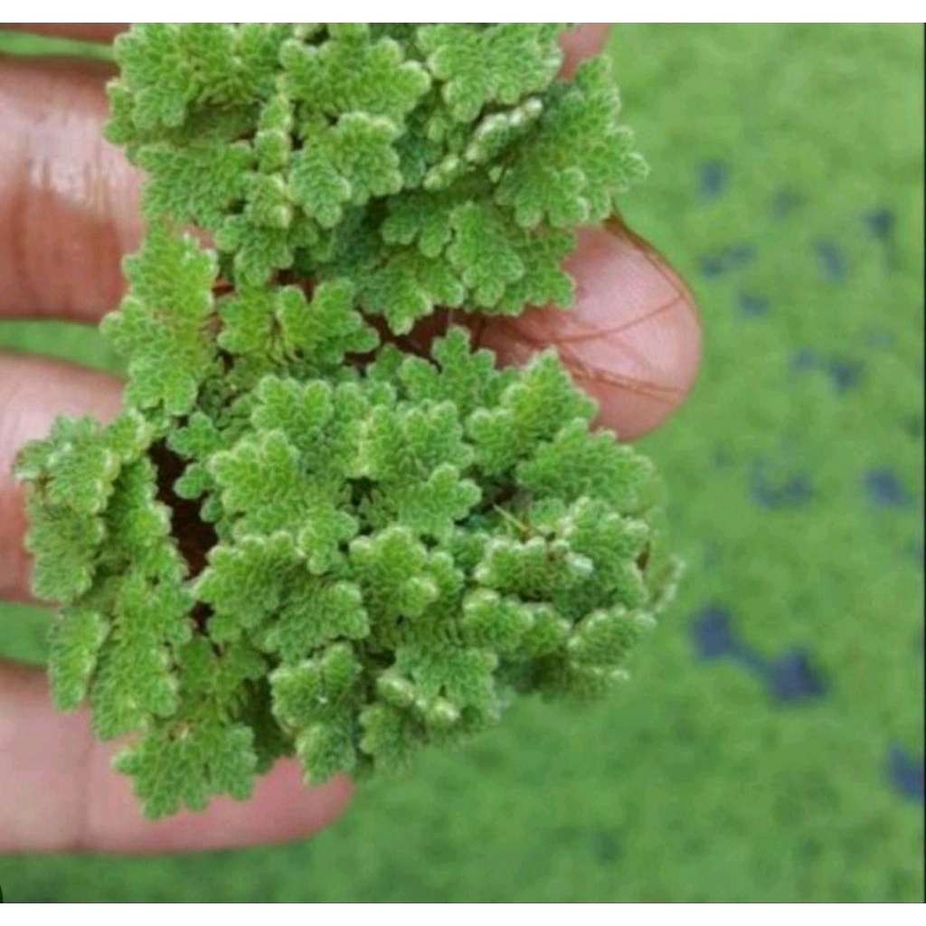 bibit azolla untuk pakan ternak