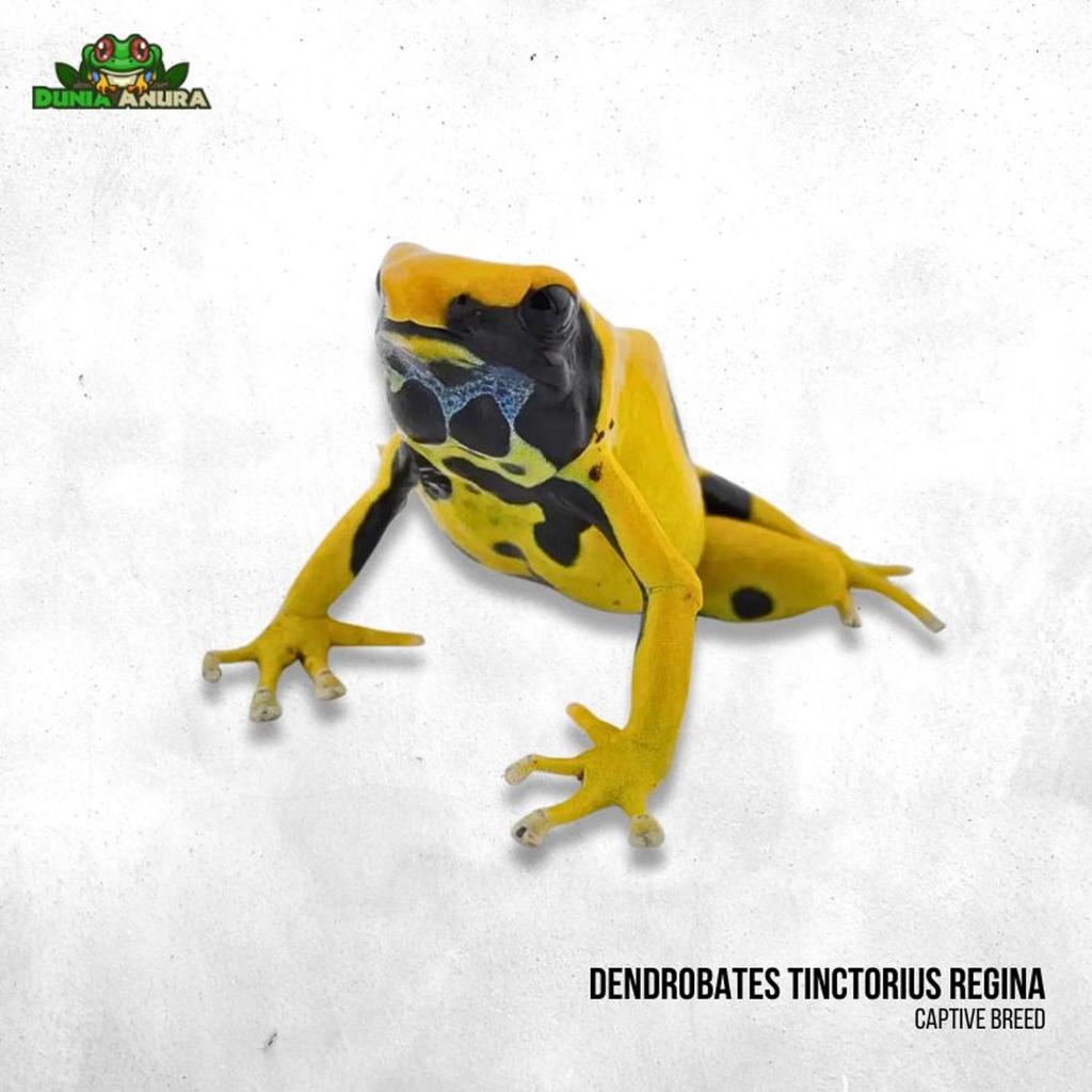 Katak hias dart frog Dendrobates tinctorius regina