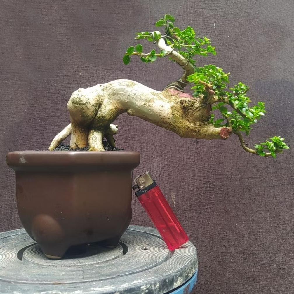 bonsai sancang semi cascade realpict+ pot keramik