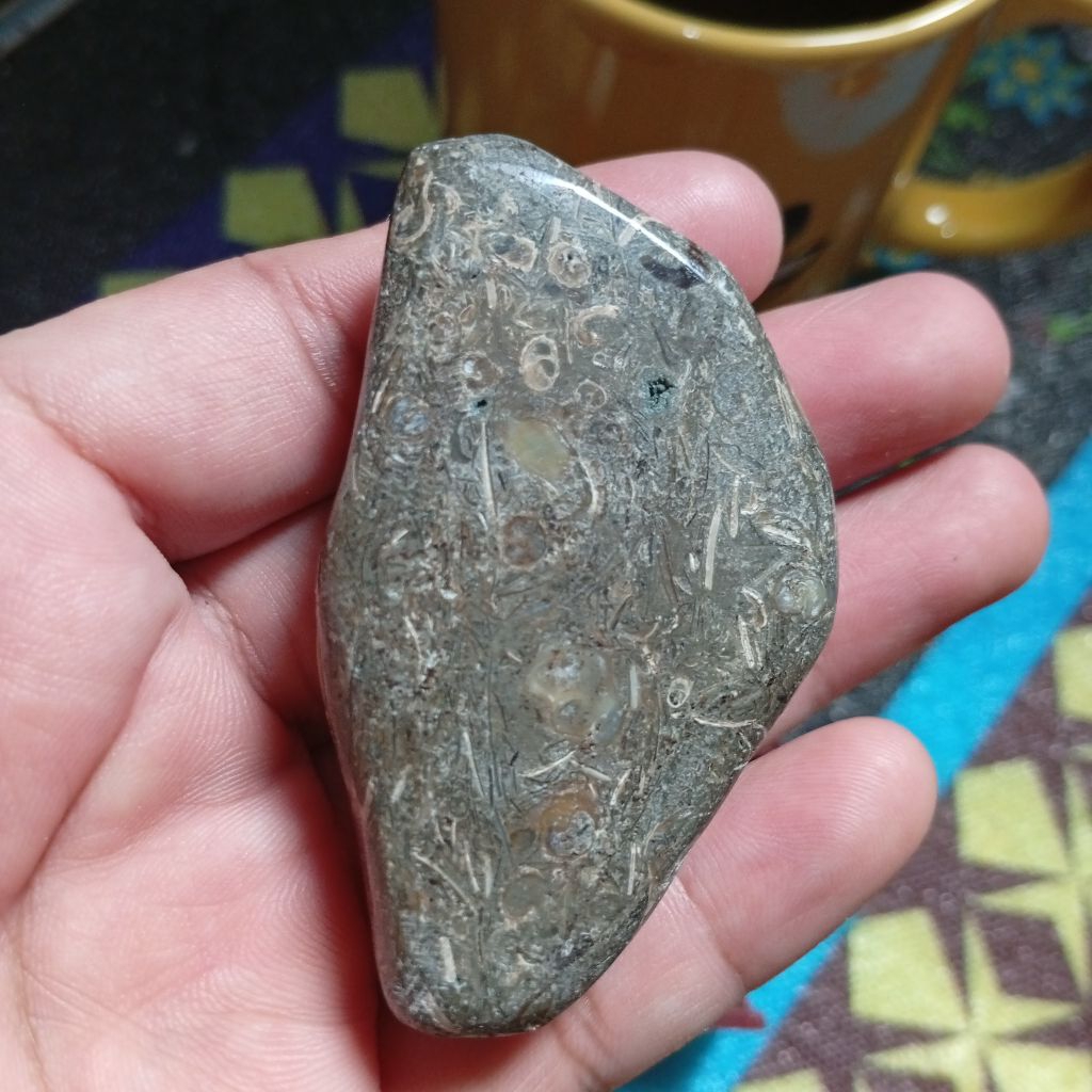 batu posil keong purba sudah poles untuk koleksi