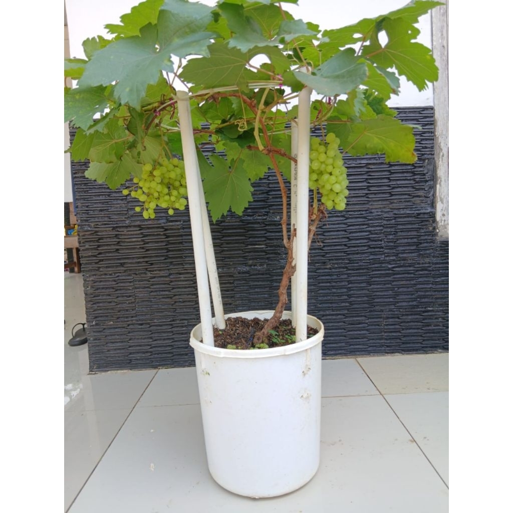 Tabulampot Anggur Premium