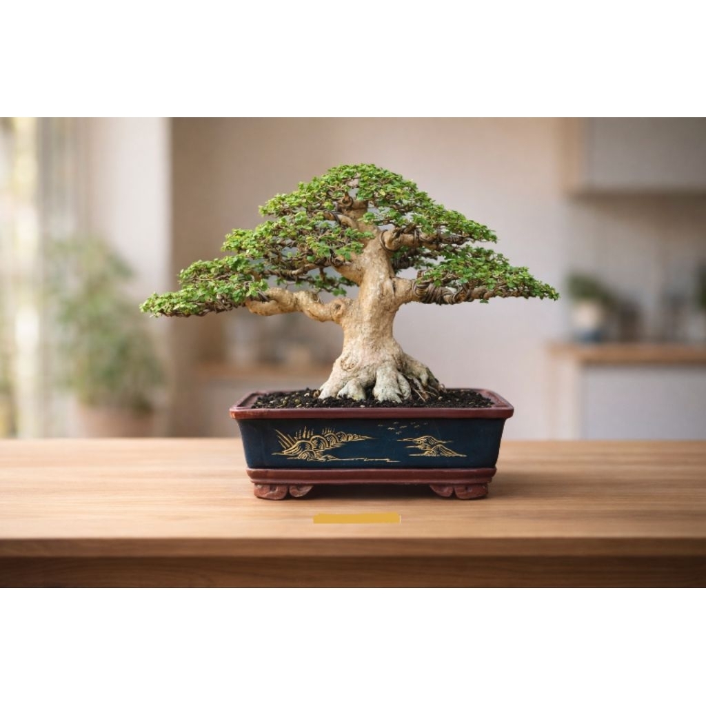 bonsai sancang super mantap bonggol bonsai 30k