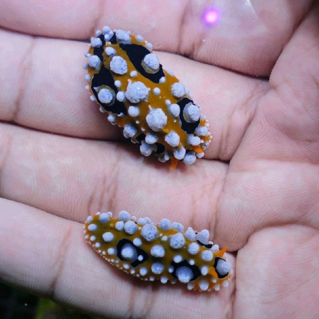 phyllidia varicosa orange lintah nudibranch orange cantik aquarium laut hias kelinci laut