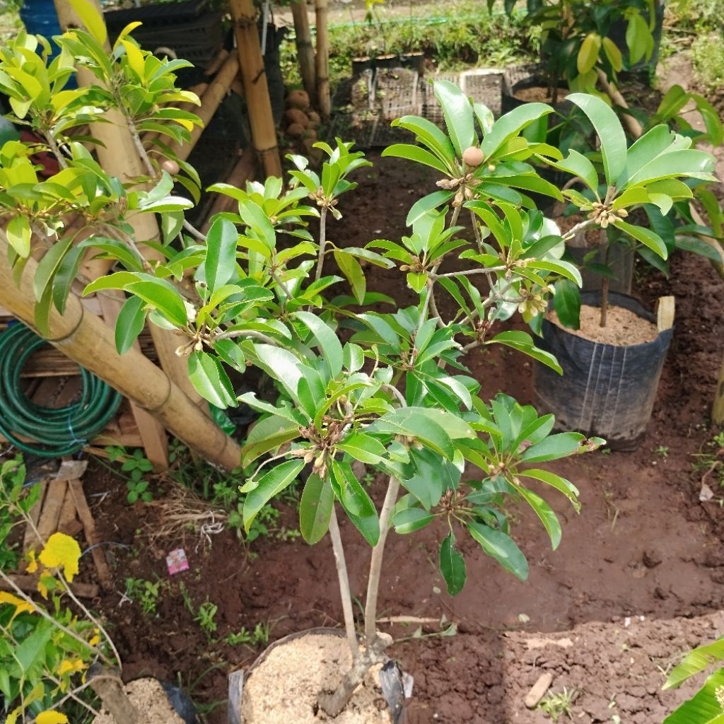 Live Bibit Sawo Manila BERBUAH dan Berbunga lebat