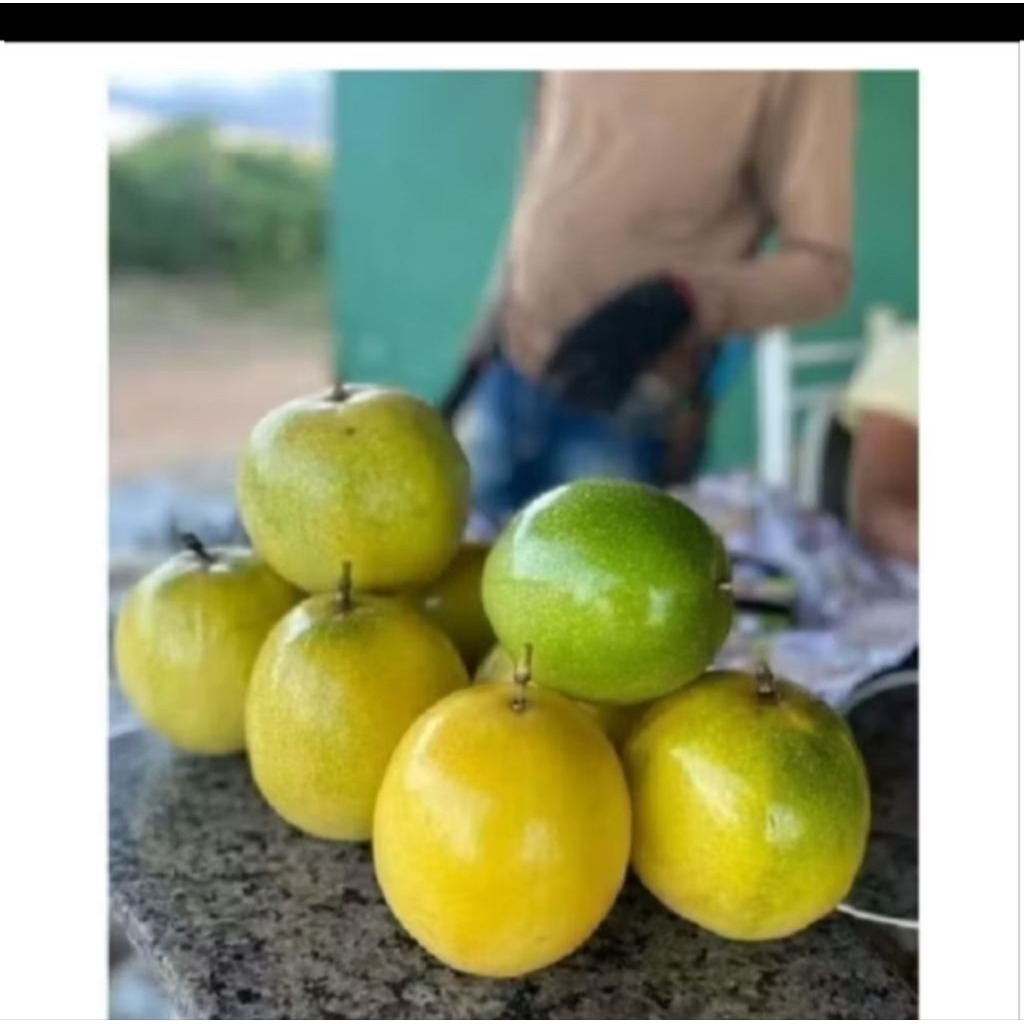 buah markisa 1kg cod